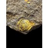 Trilobit Eccoparadoxides Pusillus – Rejkovice, CZ