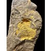 Trilobite Eccoparadoxides Pusillus – Rejkovice, CZ