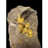 Trilobit Eccoparadoxides Pusillus – Rejkovice, ČR