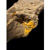 Trilobit Eccoparadoxides Pusillus – Rejkovice, ČR