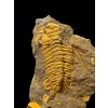 Trilobit Eccoparadoxides Pusillus – Rejkovice, ČR