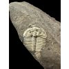 Trilobite Aulacopleura konincki – Lodenice u Berouna, CZ
