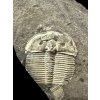 Trilobit Aulacopleura konincki – Loděnice u Berouna, ČR
