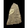 Trilobit Aulacopleura konincki – Lodenice u Berouna, CZ