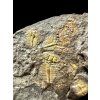 Trilobit Aulacopleura konincki – Loděnice u Berouna, ČR