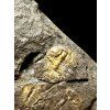 Trilobit Aulacopleura konincki – Lodenice u Berouna, CZ
