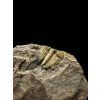 Trilobit Aulacopleura konincki – Lodenice u Berouna, CZ