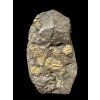 Trilobit Aulacopleura konincki – Loděnice u Berouna, ČR