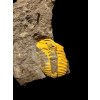 Trilobit Ellipsocephalus vetustus – Rejkovice, CZ