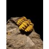 Trilobit Acadolenus snajdri – Rejkovice, ČR
