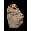 Trilobite Acadolenus snajdri – Rejkovice, CZ