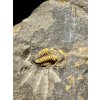 Trilobit Acadolenus snajdri – Rejkovice, ČR