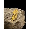 Trilobit Acadolenus snajdri – Rejkovice, CZ