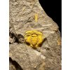 Trilobite Acadolenus snajdri – Rejkovice, CZ