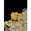 Trilobit Acadolenus snajdri – Rejkovice, ČR