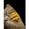 Trilobit Acadolenus snajdri – Rejkovice, ČR