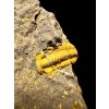 Trilobite Acadolenus snajdri – Rejkovice, CZ