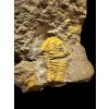 Trilobite Acadolenus snajdri – Rejkovice, CZ