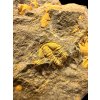 Trilobit Conocoryphe cirina – Rejkovice, ČR