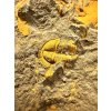 Trilobite Conocoryphe cirina – Rejkovice, CZ