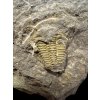 Trilobit Conocoryphe cirina – Rejkovice, CZ