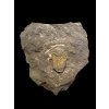 Trilobit Conocoryphe cirina – Rejkovice, CZ