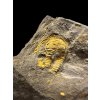 Trilobit Conocoryphe cirina – Rejkovice, CZ