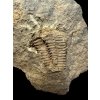 Trilobit Conocoryphe cirina – Rejkovice, CZ