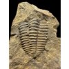 Trilobite Conocoryphe cirina – Rejkovice, CZ