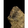 Trilobite Conocoryphe cirina – Rejkovice, CZ