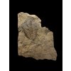 Trilobit Conocoryphe cirina – Rejkovice, ČR