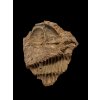 Trilobit Conocoryphe cirina – Rejkovice, ČR