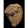 Trilobite Conocoryphe cirina – Rejkovice, CZ