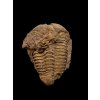 Trilobit Conocoryphe cirina – Rejkovice, CZ