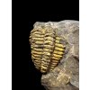 Trilobit Conocoryphe cirina – Rejkovice, ČR