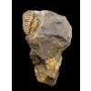 Trilobit Conocoryphe cirina – Rejkovice, CZ