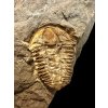 Trilobite Conocoryphe cirina – Rejkovice, CZ