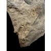 Trilobite Conocoryphe cirina – Rejkovice, CZ