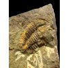 Trilobite Conocoryphe cirina – Rejkovice, CZ