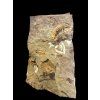 Trilobite Conocoryphe cirina – Rejkovice, CZ