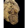 Trilobite Conocoryphe cirina – Rejkovice, CZ