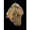 Trilobit Conocoryphe cirina – Rejkovice, CZ