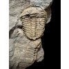 Trilobit Conocoryphe cirina – Rejkovice, ČR