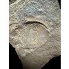 Trilobit Conocoryphe cirina – Rejkovice, CZ