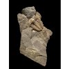 Trilobite Conocoryphe cirina – Rejkovice, CZ