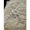Trilobit Conocoryphe cirina – Rejkovice, CZ