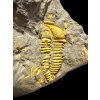 Trilobit Conocoryphe cirina – Rejkovice, ČR