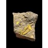 Trilobite Conocoryphe cirina – Rejkovice, CZ