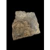 Trilobit Conocoryphe cirina – Rejkovice, CZ