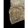 Trilobit Conocoryphe cirina – Rejkovice, CZ